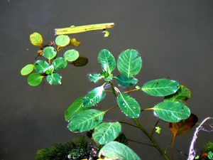 P1100917