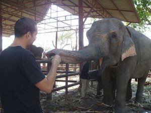 2011-12-27 THAILANDE AYUTHAYA 00043 ELEPHANT