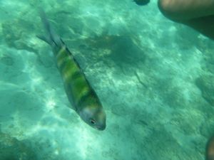 2012-01-05 THAILANDE KO PHI PHI 00061