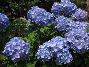 hortensia.jpg
