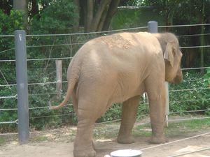 Elephant au Zoo de Melbourn