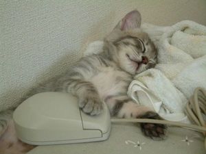 chat-qui-dort