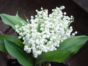 muguet.jpg