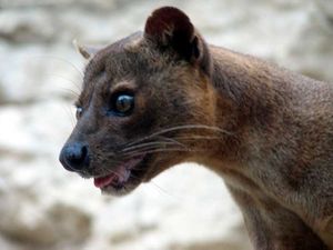 fossa-6.jpg