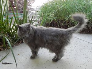 nebelung-13.jpg