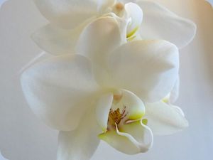 blog-orchidee1