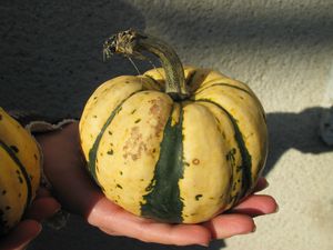 Courge patidou 1