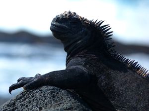 aux iles Galapagos !