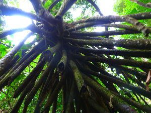 arbre d'Amazonie !