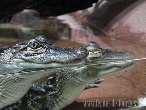 biotropica crocodile