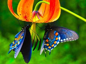 Papillon-11.jpg