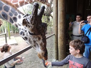 Girafe Antoine