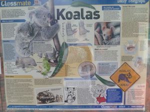 Hopital koala