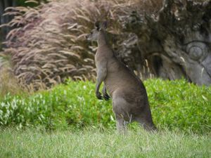 kangourou