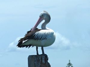 port macquarie pelican