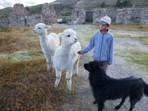 Colca lama