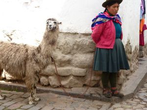 Cusco habit tradi 2