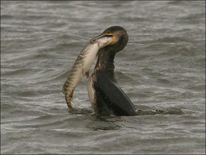 cormoran