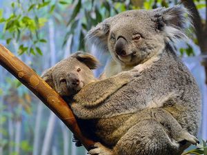 koala10--1-.jpg