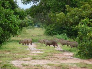 des-capybaras--50--.jpg