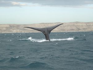 vision des baleines (7) [1024x768]-copie-1