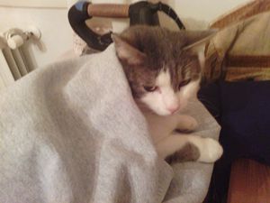 Animali-20120121_225527.jpg