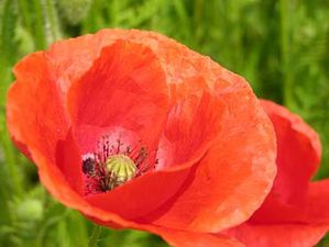 2652 300Coquelicot