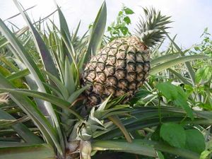 ananas_2.jpg