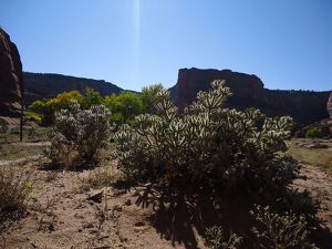 Canyon de Chelly - Cactuss blog