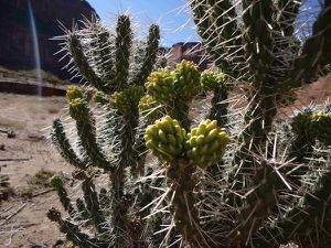 Canyon de Chelly - Végétation - Cactus blog