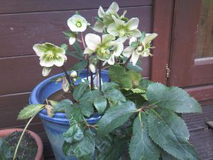 hellebore.jpg