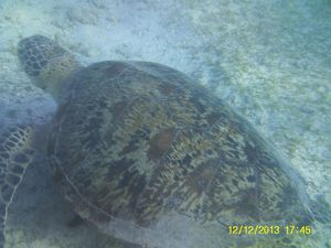 71- Aprem à la plage de N'Gouja ... où j'ai nagé avec les tortues!!!