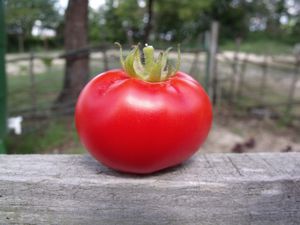 13-07-09. tomate du jardin