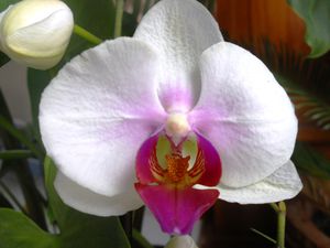 orchidéeblanche
