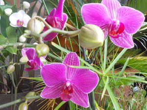 orchidéeerose