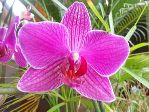 orchideeros