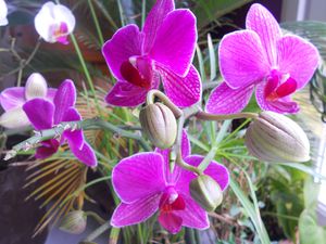 orchidérose