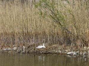 055 : Tour en bateau, Lac de Como