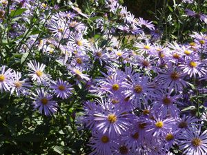 Asters mauves