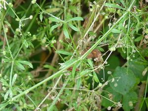 jeux-de-fleur-et-herbe-a-coller.jpg