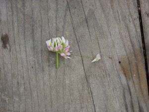 jeux-de-fleur-et-herbe-a-gouter-trefle-2.jpg