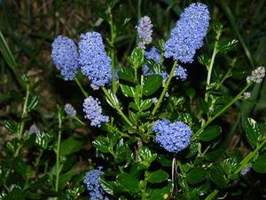 ceanothe-bleu-2.resized.resized.jpg