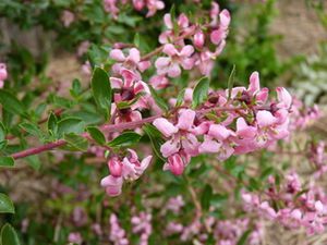 escalonia-fleur-bis.jpg