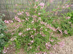 escalonia-fleur.jpg