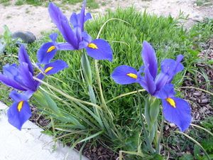 iris-bleu-et-jaune.jpg