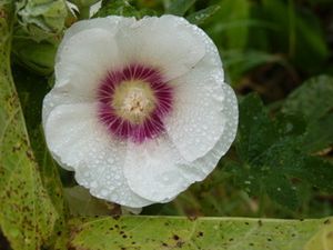 rose-tremiere-blanche.jpg