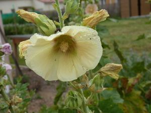 rose-tremiere-jaune.jpg
