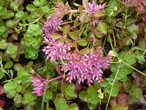 sedum-couvre-sol-rose.jpg