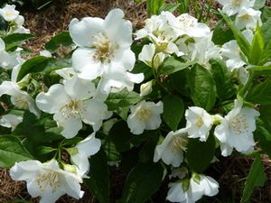 seringat-fleur.resized.resized.jpg