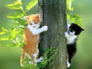2062-chats-dans-l-arbre-WallFizz